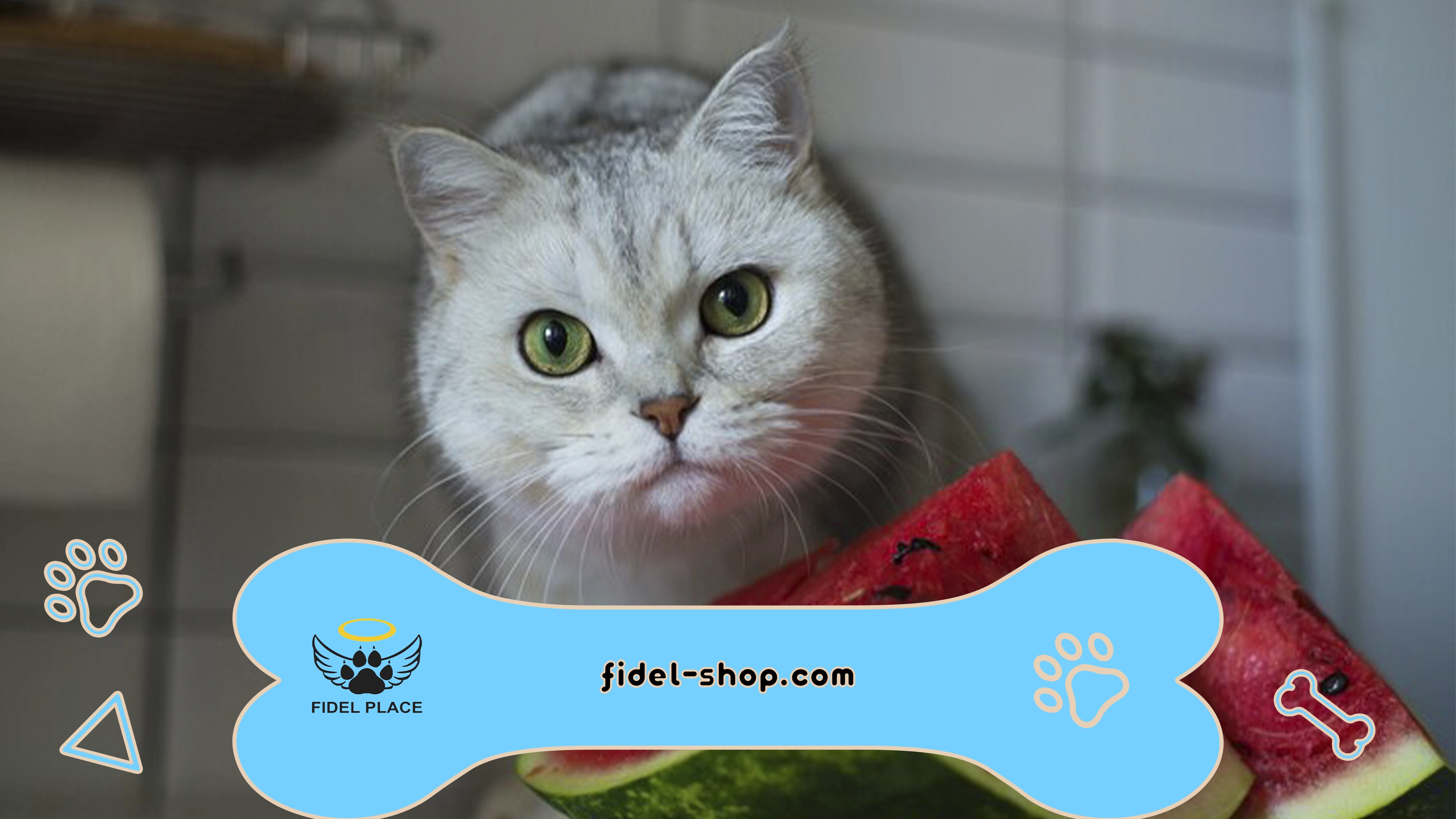 آیا میوه برای گربه مفید است