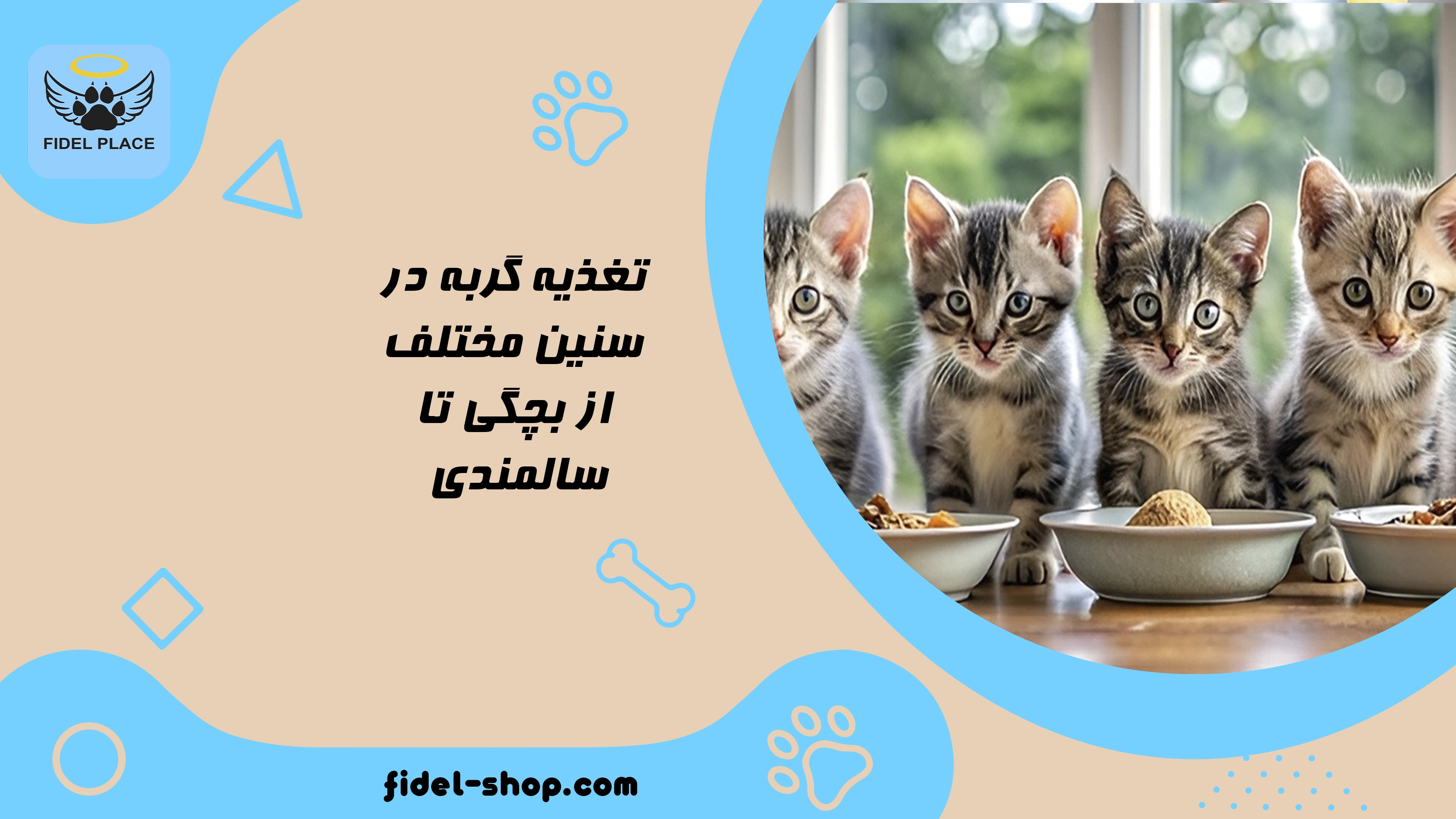 تغذیه گربه در سنین مختلف