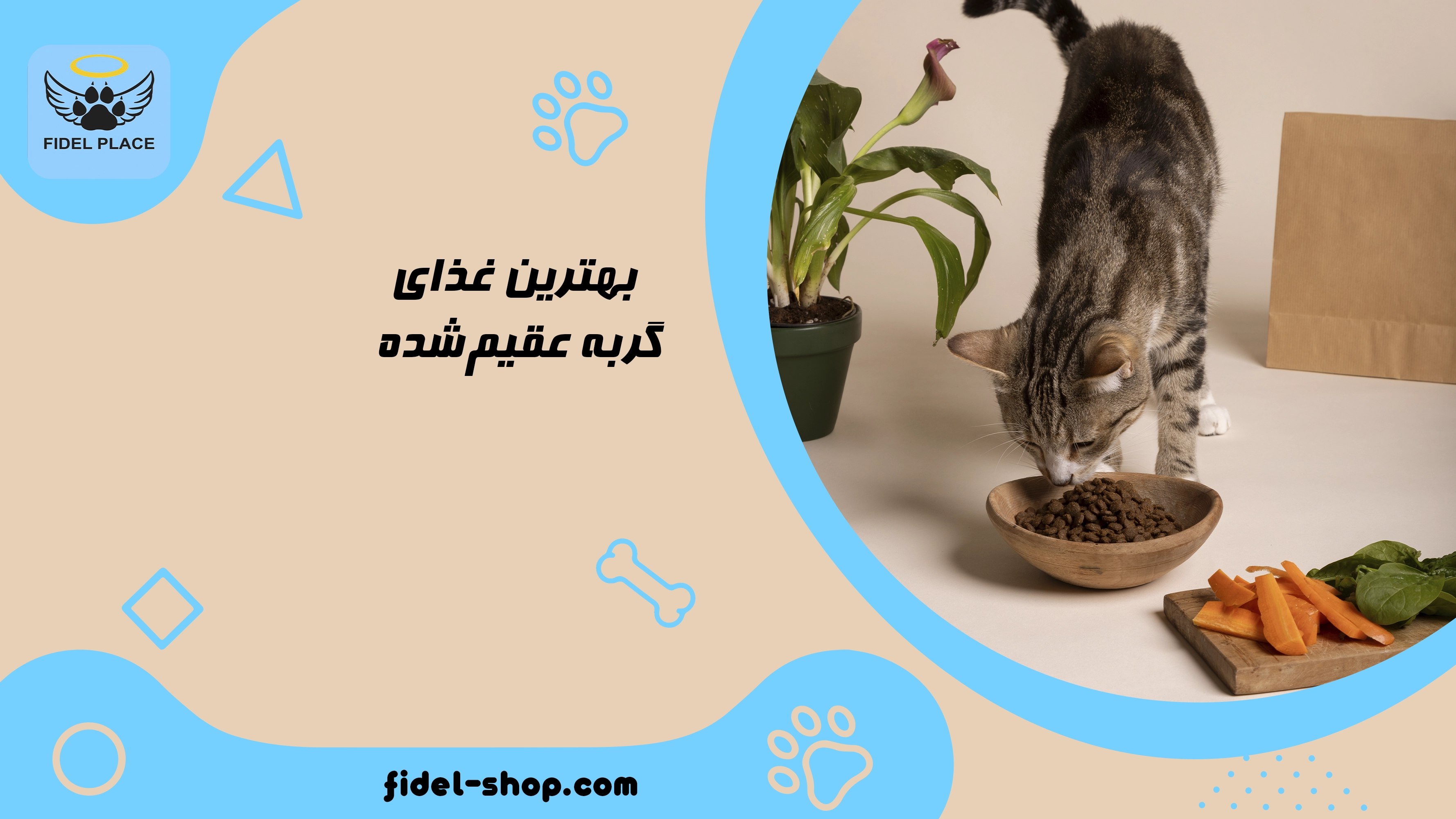 بهترین غذای گربه عقیم‌شده