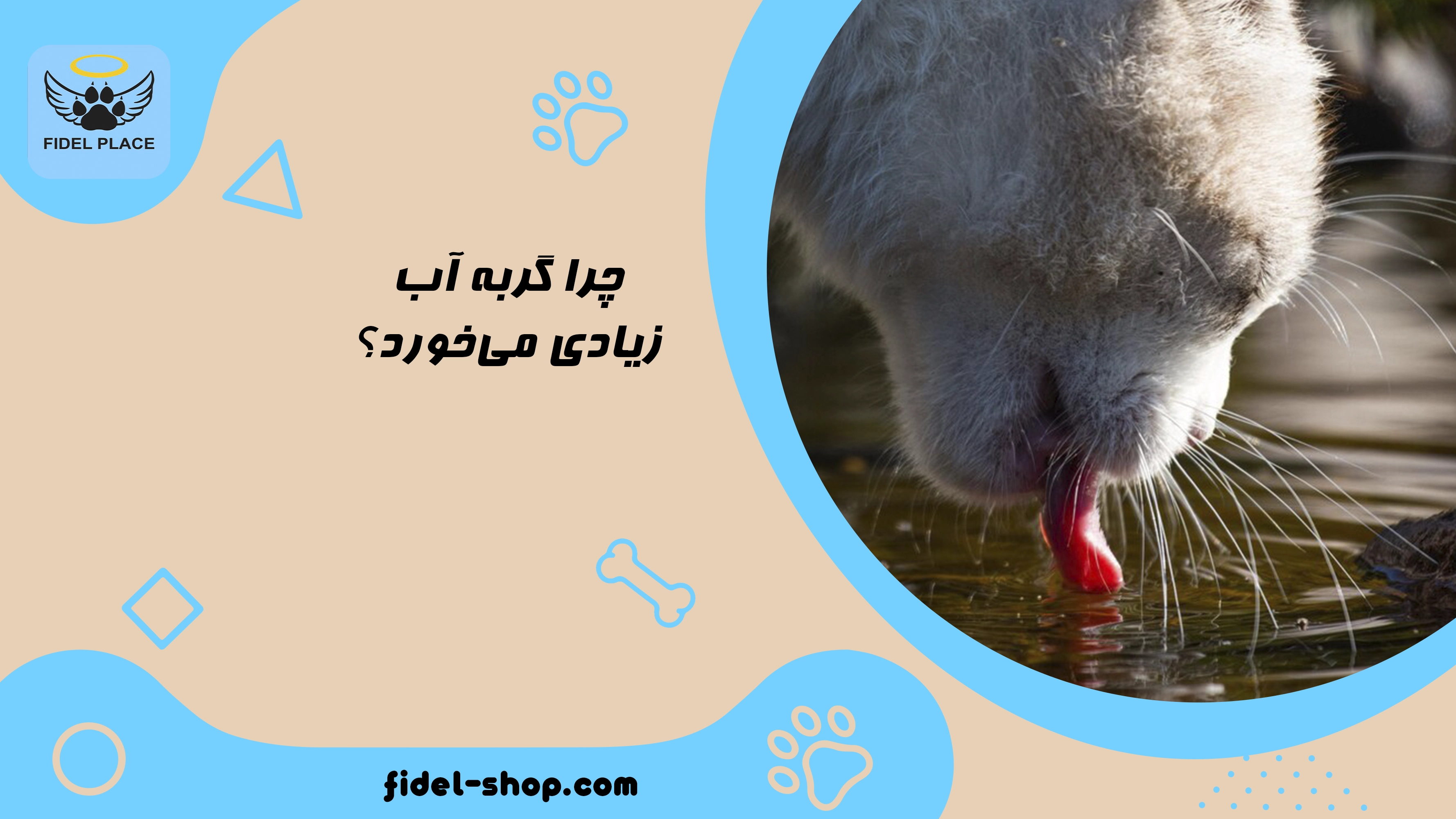  علت پرنوشی گربه و زمان مراجعه به دامپزشک